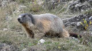 Les Marmottes du sentier Mont-Dauphin à Eygliers