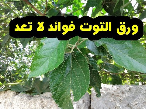 فيديو: ما هي الخصائص المفيدة للتوت