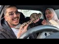 مقلب الثعبان في سدين  mp3