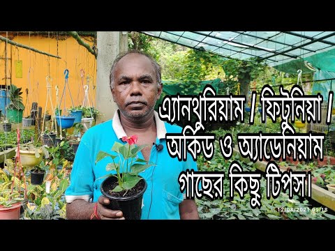 ভিডিও: অ্যান্থুরিয়াম - সঠিক যত্ন