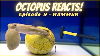 Octopus Reacts to Hammer - Episode 9 by Octolab TV 22,393 views 3 years ago 3 minutes, 22 seconds
