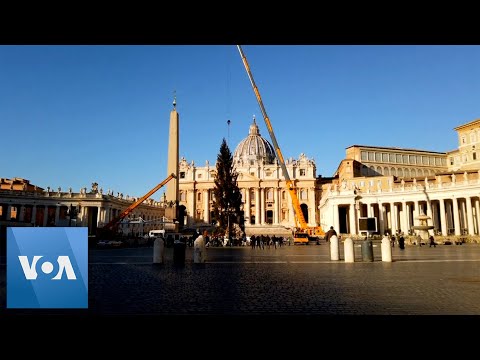 Vatican Christmas Tree Put Up