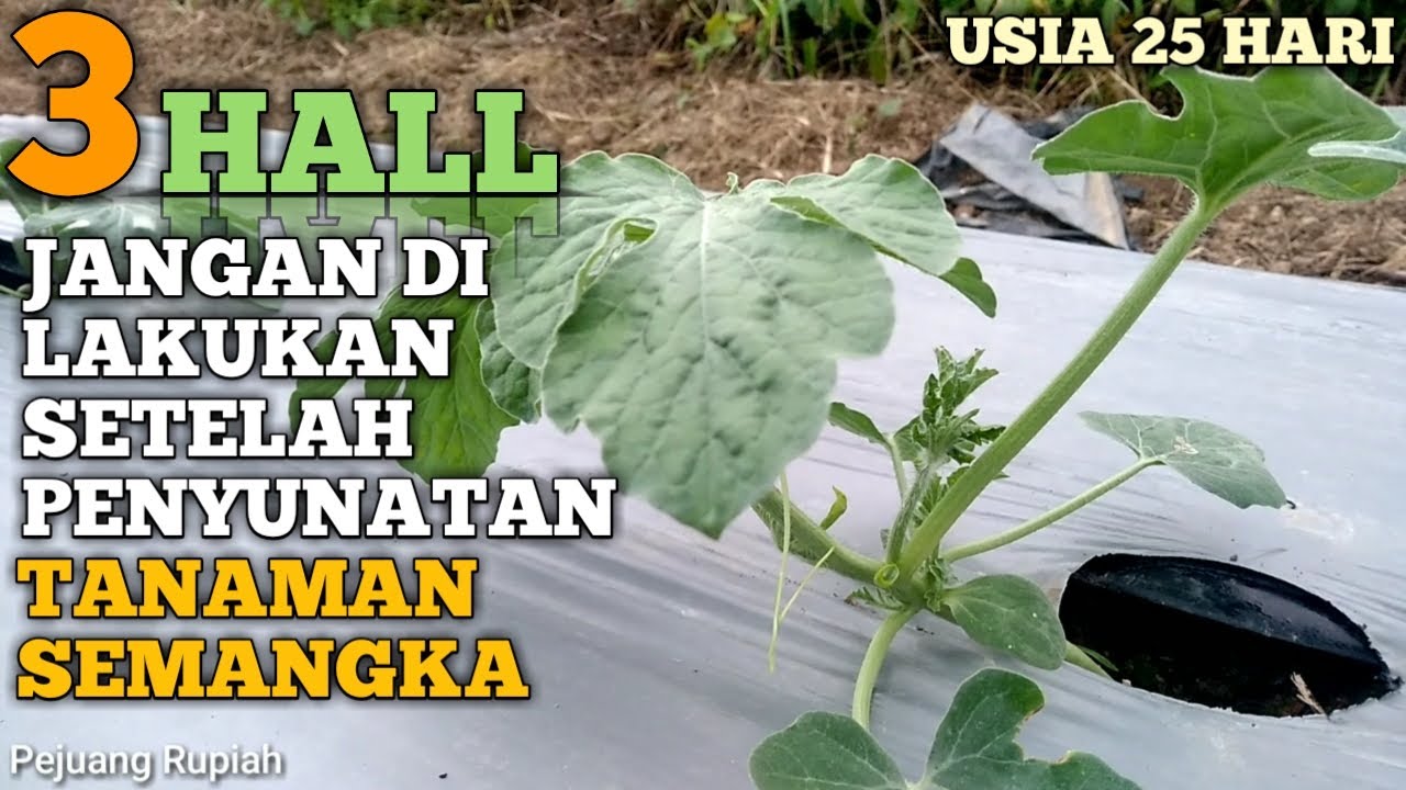 SETELAH PROSES PENYUNATAN SEMANGKA | JANGAN LAKUKAN 3 HALL INI