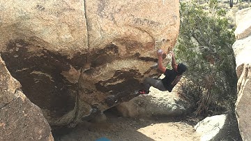 Strawberry Contraceptives V7 (Joshua Tree)