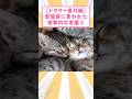 【ドクター番外編】愛猫家に言われた衝撃的な言葉2 #猫 #猫のいる暮らし #猫動画 #ねこ #可愛い #ペット #かわいい #2ch