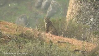 Lince Ibérico (Sierra de Andújar 2015)