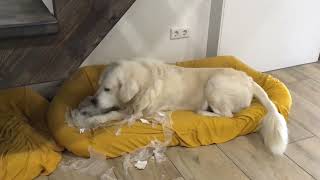 IMG 3405 Dog#shorts