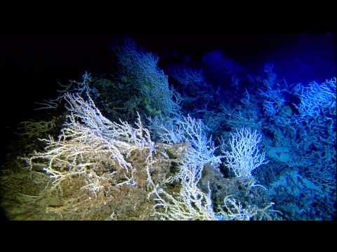 5th International Symposium on Deep-Sea Corals