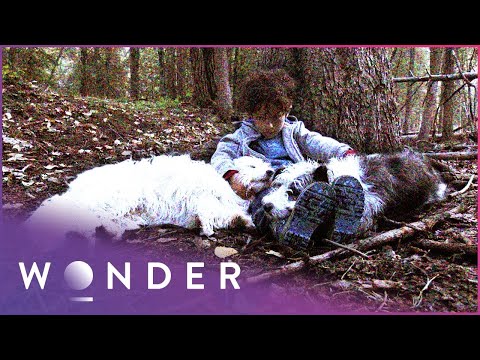 This Boy Survived A Night In The Extreme Cold Because Of His Dogs | Pet Heroes S1 EP11 documentary thumbnail