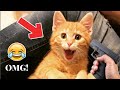 Funniest Cats 😹- Best Of The 2022 Cute and Funny Cat Videos 😂- International Cat