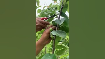 sharp scissors to harvest fruit #shorts