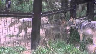 別マスで過ごす母子オオカミ~Wolf's cub that sprains hinder leg