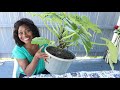 How to Grow Squash in a Container