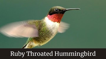 Ruby Throated Hummingbird || Ruby throated hummingbird facts || Ruby throated hummingbird eating