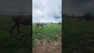 Sanctuary Life of a Rescue Horse🐎