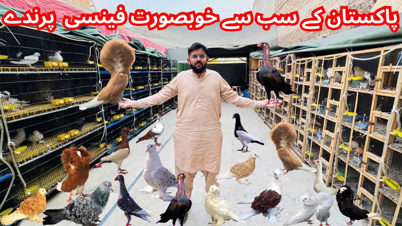 Pakistan ka sb sa KhobSurat fancy pigeons breeding setup in Multan |jacobin pigeon|Fril Back|Danish|