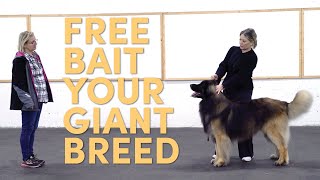 Handling Tip: Guide Your (Giant) Dog into a Free Bait by Leading Edge Dog Show Academy 1,045 views 3 months ago 3 minutes, 58 seconds