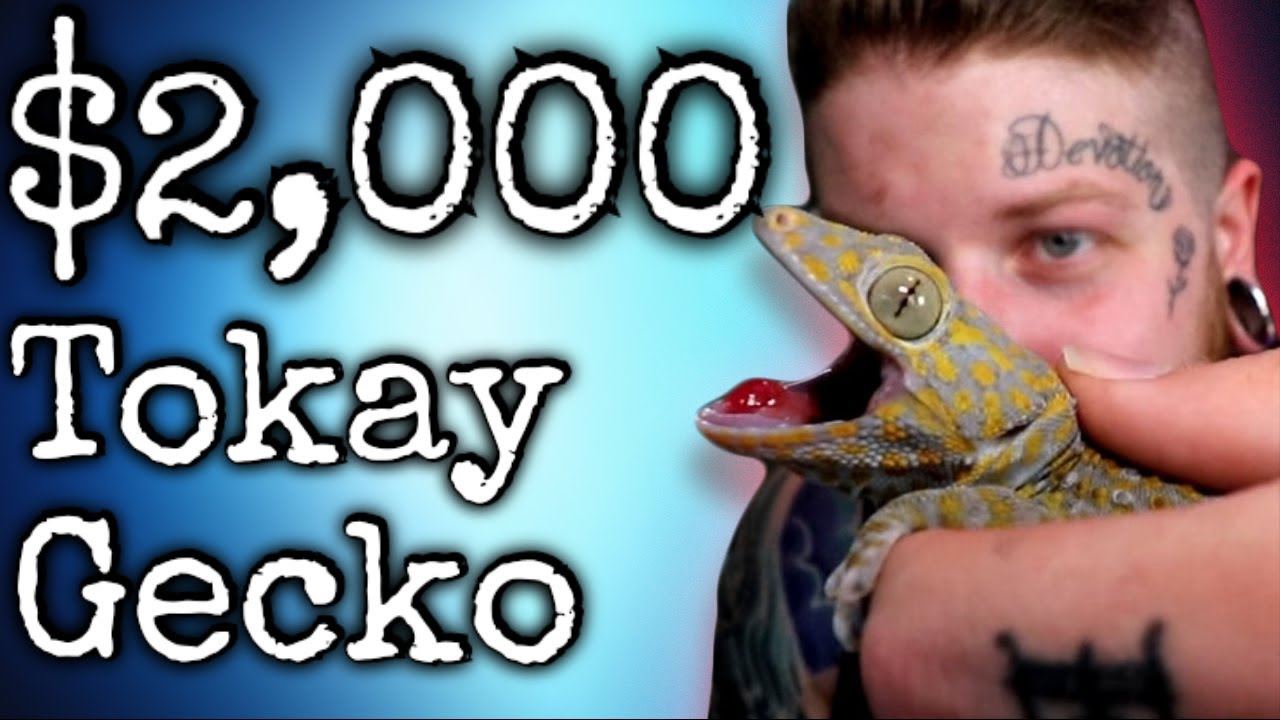Unboxing A Tokay Gecko Worth $2,000! - YouTube