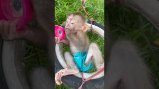 Susu Was Dozing Off But Still Clutched The Tightly.so Cute