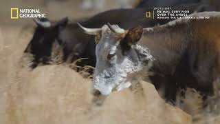 Perilous Ascent | Primal Survivor: Over the Andes | National Geographic MENA