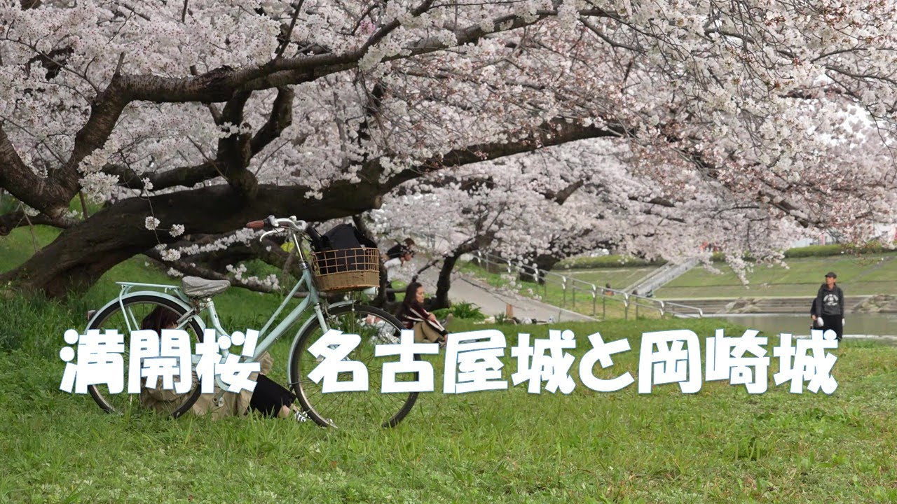 ４k 桜吹雪に舞う名古屋城と夜桜五条川 桜の花びらが流れる水面を見ながら日々の心を癒す 花桃 桜 しだれ桜と共に 桜吹雪に舞う名古屋城 Youtube