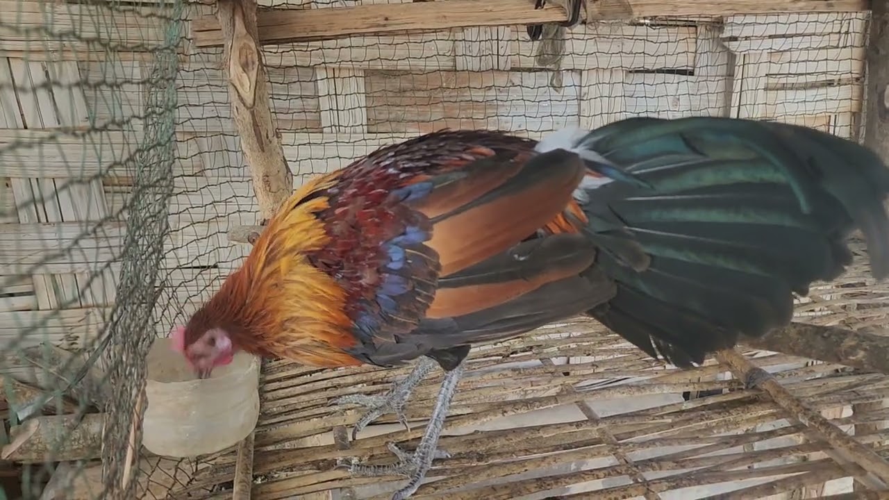 ✅️Ep11:🐓🌲🌲ป่า 100% qaib qus 💯% 