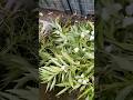 কেটে ফেল্লাম এতো সুন্দর ফুলের গাছ গুলো 😔 #foryou #garden #flowers #minivlog #gardeningtips #shorts