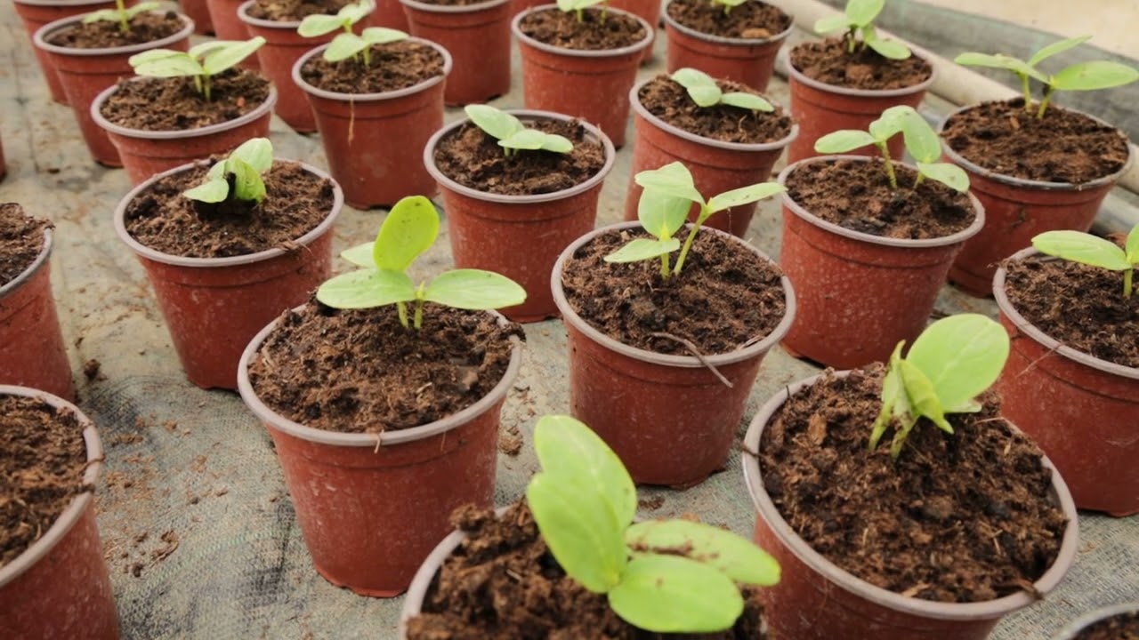 BLIŽE SELU ep. 164 21.02.2026. Saraorci, Marko Kočić, povrtarstvo