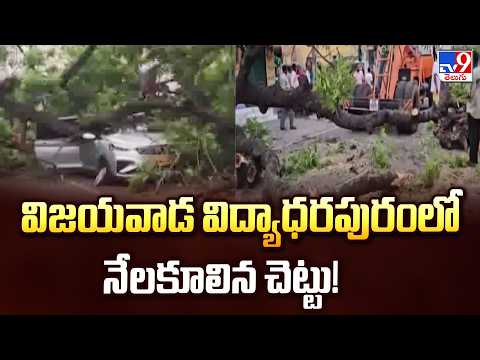 విజయవాడ  విద్యాధరపురంలో నేలకూలిన చెట్టు! - TV9 - TV9
