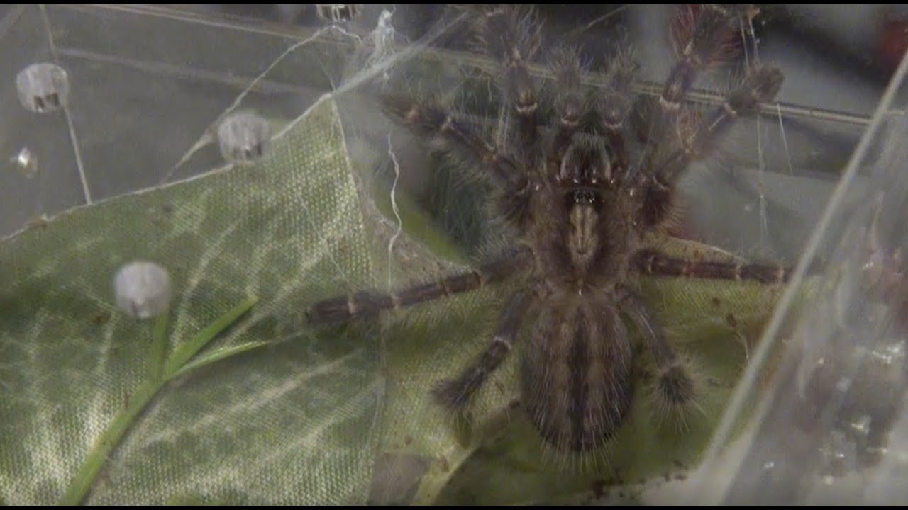 Gooty Sapphire Ornamental Tarantula Habitat Transfer