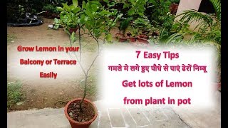 7 Lemon growing tips : गमले मे लगे हुए पौधे से पाएं ढेरों निम्बू : To get lots of Lemon fruit in Pot