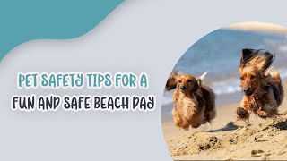 Pet Safety Tips for a Fun and Safe Beach Day by Ask Dr. Sammy 10 views 9 months ago 2 minutes, 52 seconds