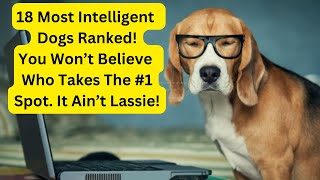 18 Most Intelligent Dogs: Ranked!
