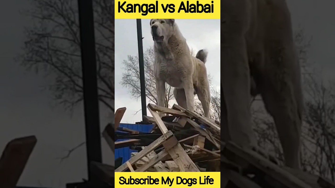 kangal vs alabai 😱