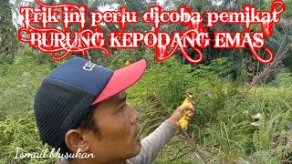 Download Lagu Cara Mikat Burung Kepodang Emas Susah Mendekat Pikat. MP3