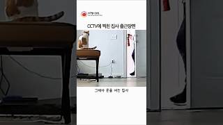 홈캠에 찍힌 고양이가 집사를 맞이하는 순간