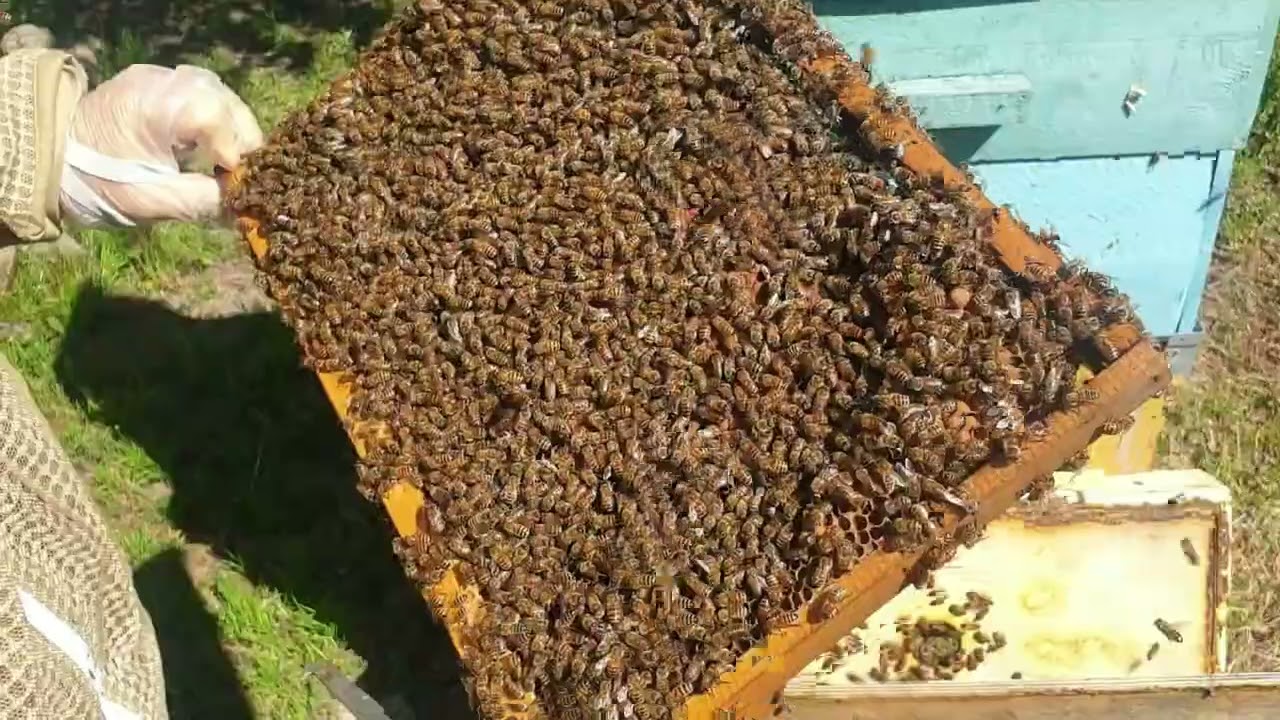 Controllo sciamatura e posa melari: parte pratica 1