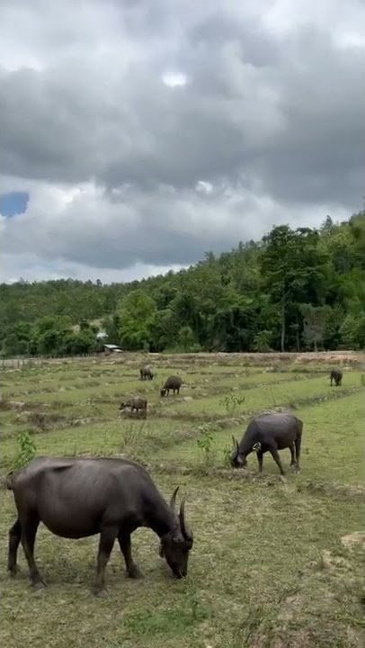 Buffalo soldiers!! #buffalo #travel #shorts #subcribe #bobmarley #explore