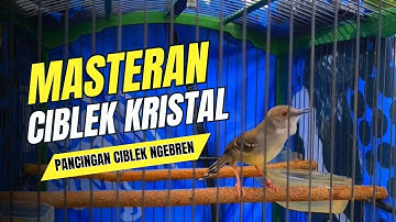 BURUNG MASTERAN CIBLEK NGEBREN VARIASI COCOK UNTUK PANCINGAN CIBLEK DAN MASTERAN BURUNG JUARA