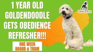 The Complete K9 - 1 Year Old Goldendoodle Gets Obedience Refresher!