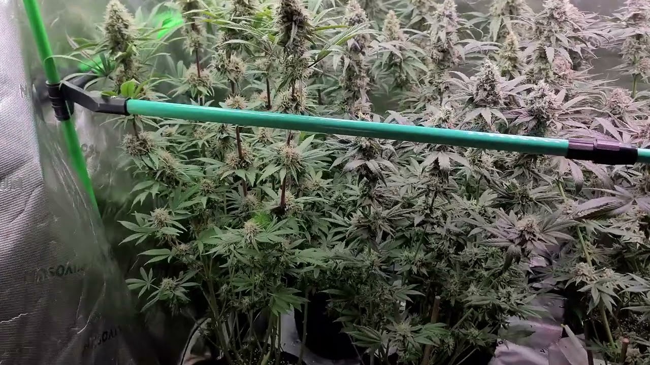 Cherry Poppers and Lemon Cherry Gelato at 7½ weeks of flower.
