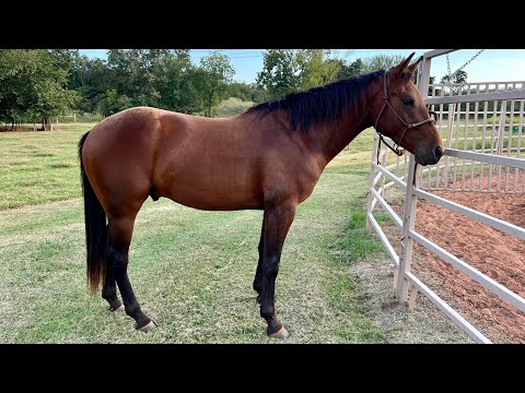 60-Day Colt Starting — Low Stress Before & After