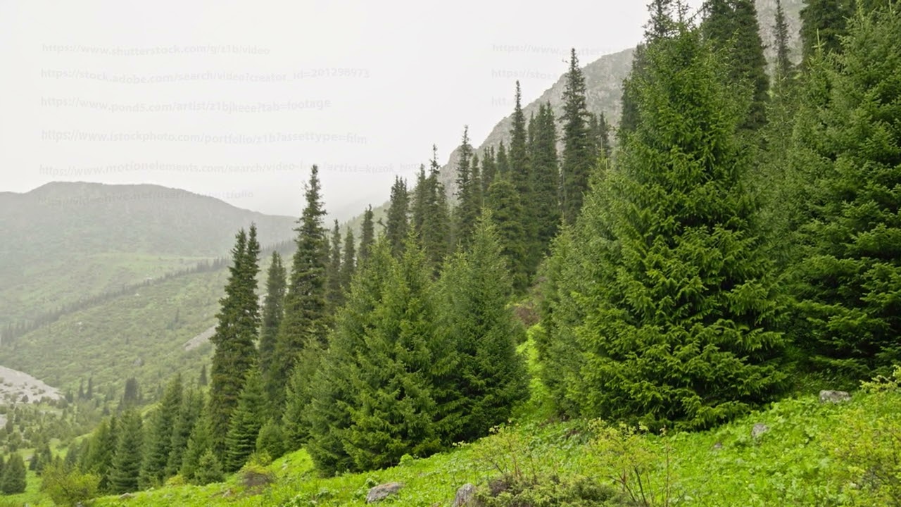 Rainy day in coniferous forest at mountain slopes. Serene and Peaceful Atmosphere.