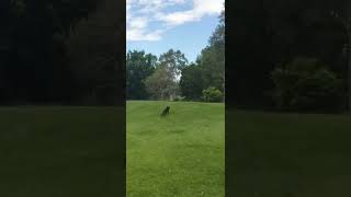 Fetch Motivates Dog to Fly || ViralHog