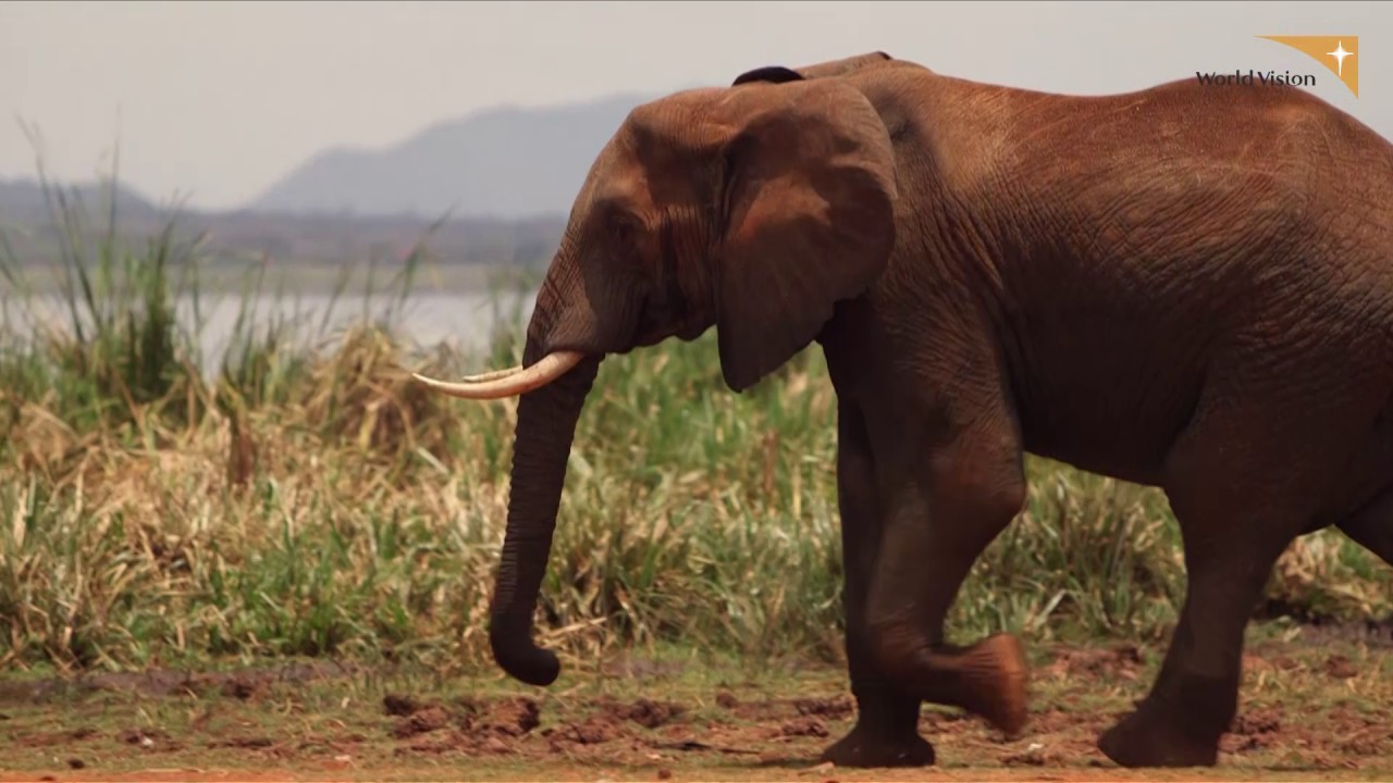 6-vuotiaan kenialaisen Nzilanin tarina