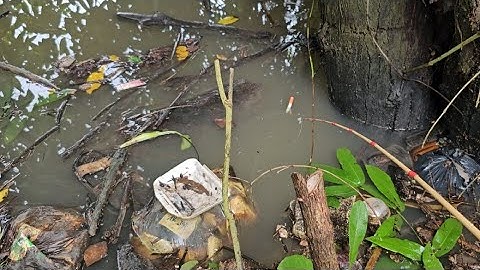 Tập 65 : ổ cá rô đồng ở đây tôi thả mồi xuống nó tấn công liền