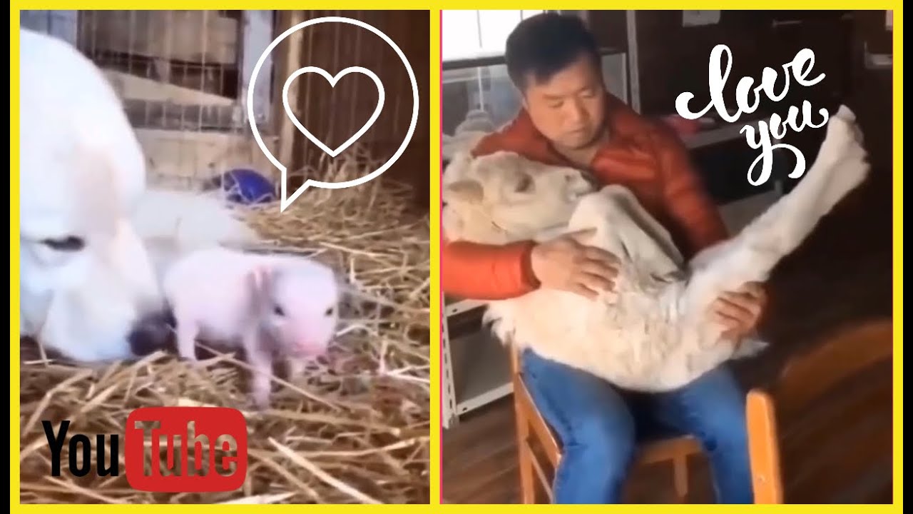 😆🔥😊Cute Pets that Will Make Your Day So Much Better 🥰 - YouTube