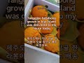 미국 스벅 드라이브뜨루 💕 ´1리터´ 핑크 드링크