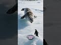 Witness a Brave Penguin Save its Colony from an Unexpected Polar Leopard Seal #viral #shorts