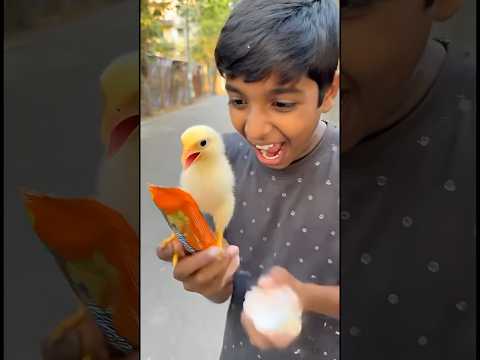 राम भक्त की कहानी 🚩🙏🏼 || अंडे को संतरे वाला बिस्किट खिलाउ या सोमपापड़ी 😎 || जय श्री राम || #shorts